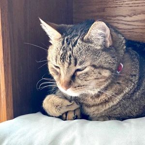 Meet your Posher, Dwight